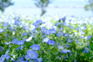 綺麗なボケ感1