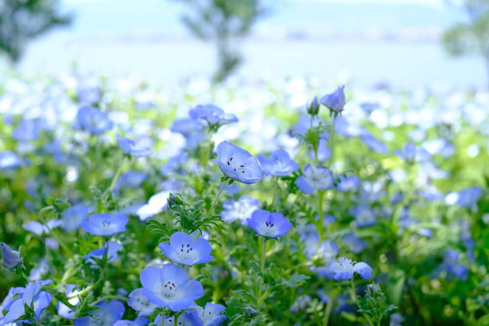 綺麗なボケ感1